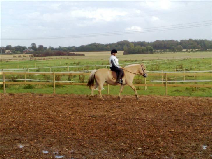 Fjordhest malou *SOLGT* - første gang jeg rigtig er ude at prøve min pony billede 5