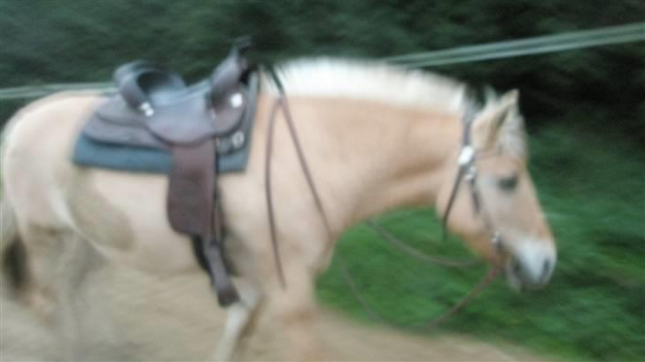 Fjordhest malou *SOLGT* - miin lille malou med vores elsked udstyr! billede 6