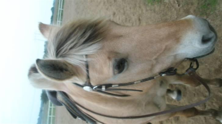 Fjordhest malou *SOLGT* - nuurh miin lille bolle fjolle billede 7