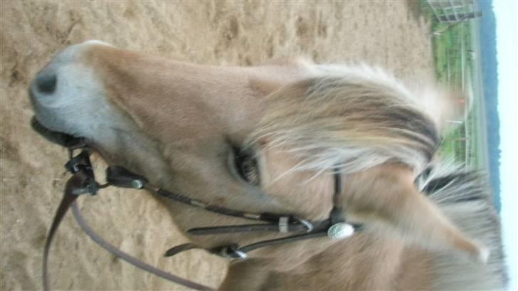 Fjordhest malou *SOLGT* - jeg elsker diig i nutid i dtid elsker diig for altid<3 billede 8