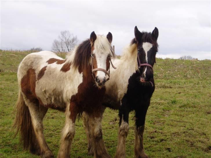 Irish Cob Irish Swan´s Sindi - Hej  :O)   Sindi og Cirkeline billede 19