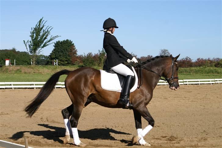 DSP bento(var låne pony) billede 2