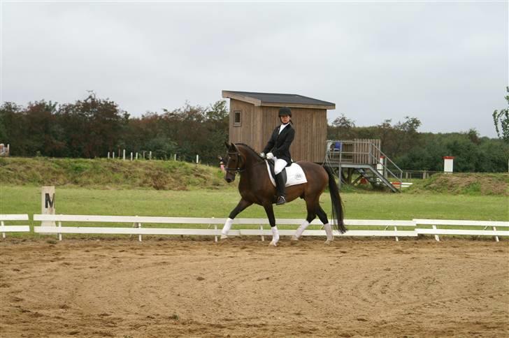 DSP bento(var låne pony) billede 3