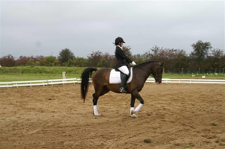 DSP bento(var låne pony) billede 4