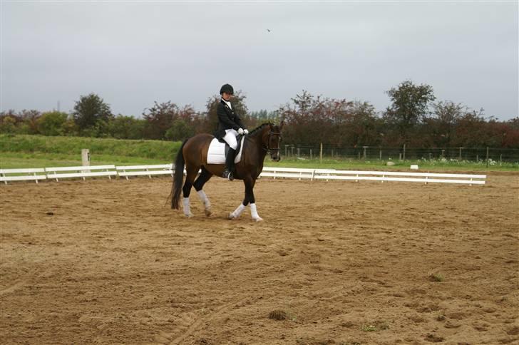 DSP bento(var låne pony) billede 5