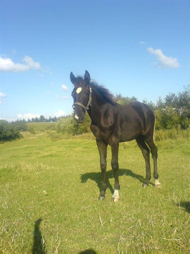 Dansk Varmblod Adopted Følhøj (Adopted A - Dejlige følle bølle billede 1