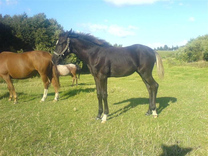 Dansk Varmblod Adopted Følhøj (Adopted A - Følle  billede 2