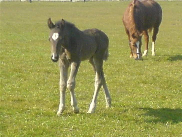 Dansk Varmblod Adopted Følhøj (Adopted A - Følle Bølle billede 3