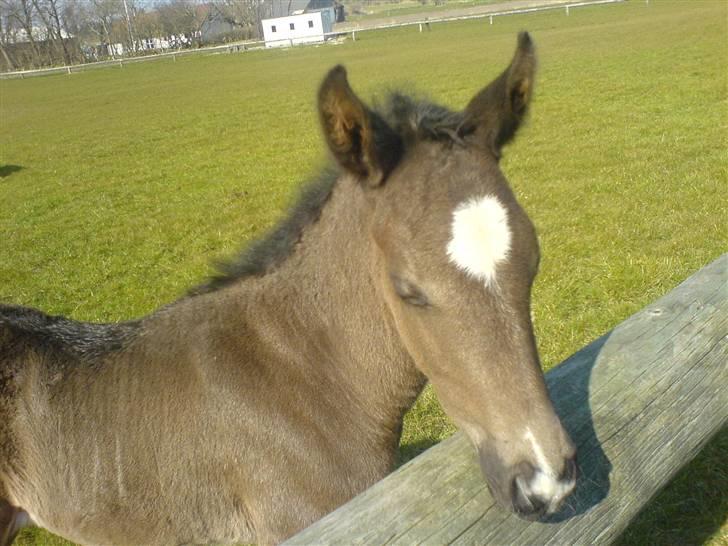 Dansk Varmblod Adopted Følhøj (Adopted A - Hej med dig! billede 4