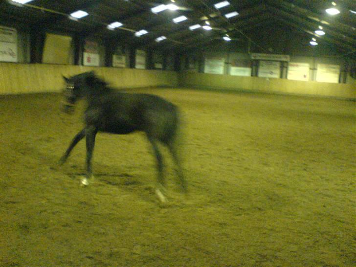 Dansk Varmblod Adopted Følhøj (Adopted A - Galop!! billede 5