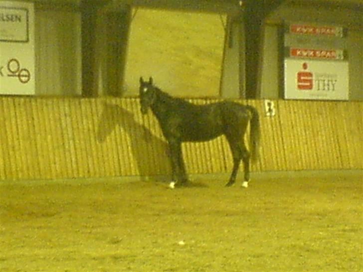 Dansk Varmblod Adopted Følhøj (Adopted A - Stumpen og sit spejlbillede billede 6