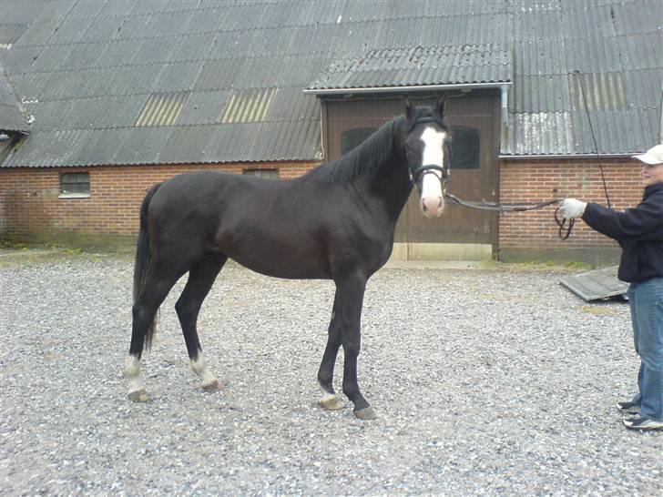 Dansk Varmblod Adopted Følhøj (Adopted A - 1/2 bror Donald D, e. De Noir billede 7