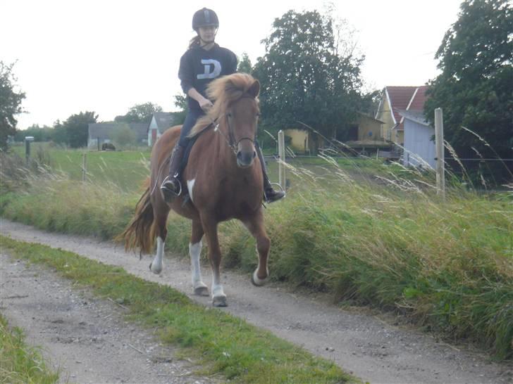 Islænder Saga fra Ankerly - foto: signe billede 1