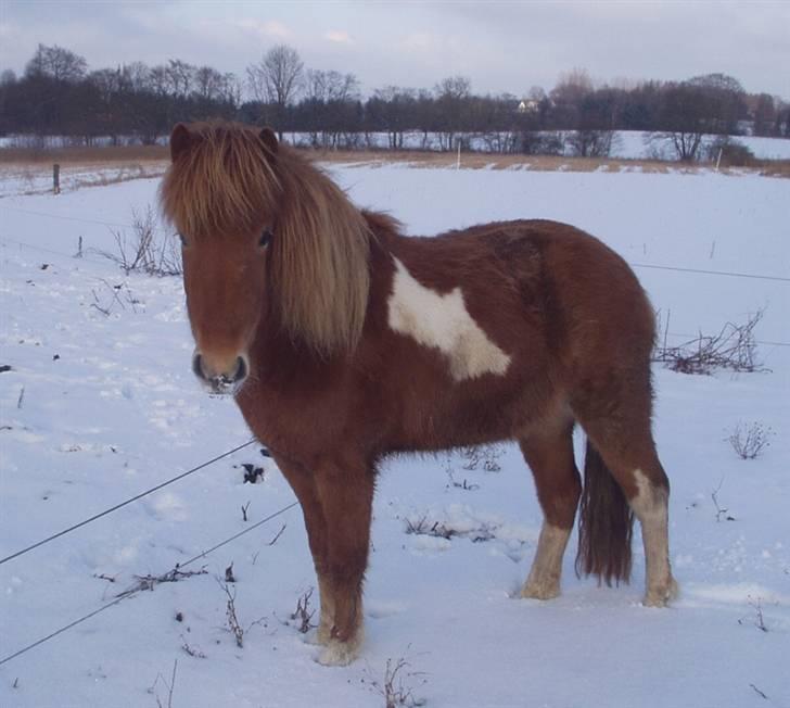 Islænder Saga fra Ankerly - Saga i sneen ;D . billede 2