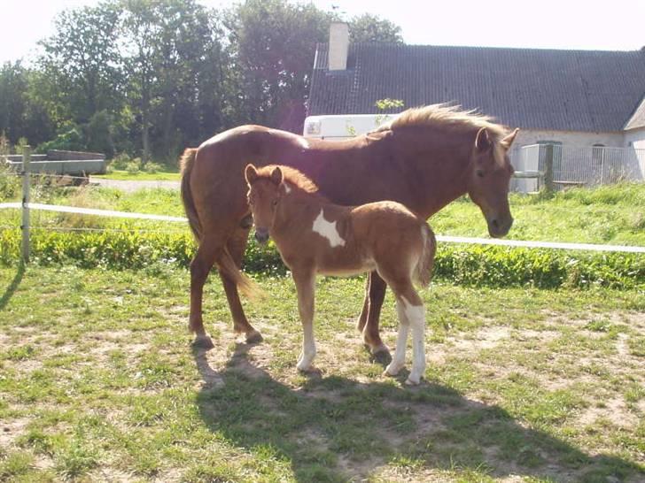Islænder Saga fra Ankerly - Saga som føl, med hendes mor Blida - Også vores (; <3 . billede 3