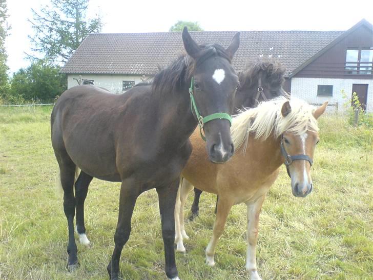 Dansk Varmblod Adopted Følhøj (Adopted A - sommergræs som 2 årig billede 8