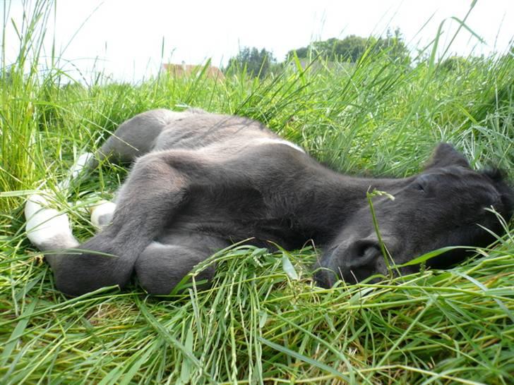 Islænder Sía fra Ankerly billede 3