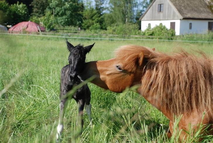 Islænder Sía fra Ankerly billede 4
