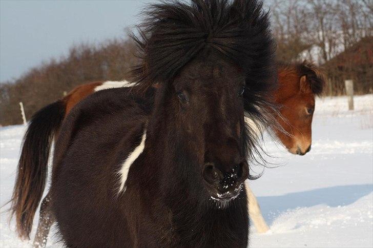 Islænder Sía fra Ankerly billede 5