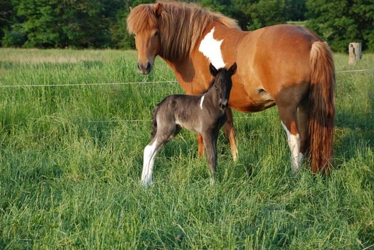 Islænder Sía fra Ankerly - Saga og Sía, det er ved at blive senere, men dette er stadig den dag hun blev født (: . 6. Juni 2007 billede 6