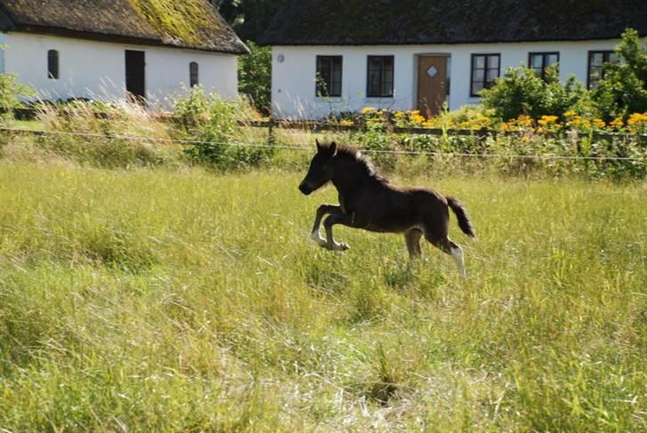 Islænder Sía fra Ankerly billede 7