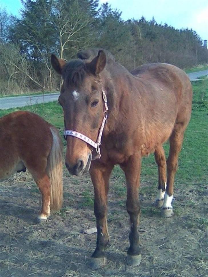 New Forest Borups Frida - skat, du skal bare vide at du stadig betyder alt for mig.<3 billede 2