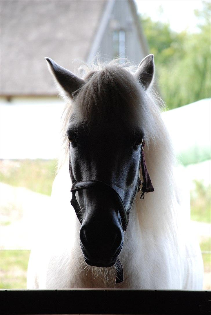 Islænder Héla fra Strandarhöfði - foto taget af mig. billede 1