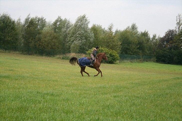 Arabisk fuldblod (OX) Ffazeehrah - Faz i galop med ejeren :D  billede 8