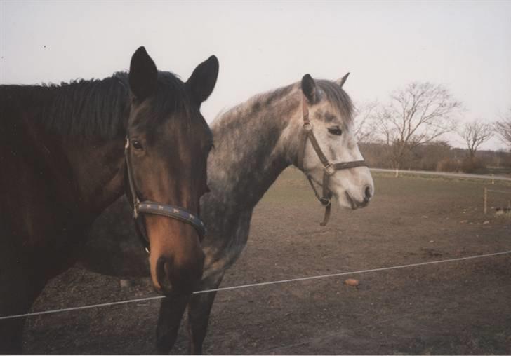 Dansk Varmblod Ditte - Smukke Ditte og Lucky billede 15