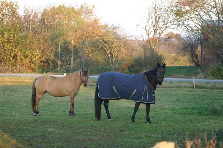 Dansk Varmblod Ditte - Lisa og Ditte på marken billede 18