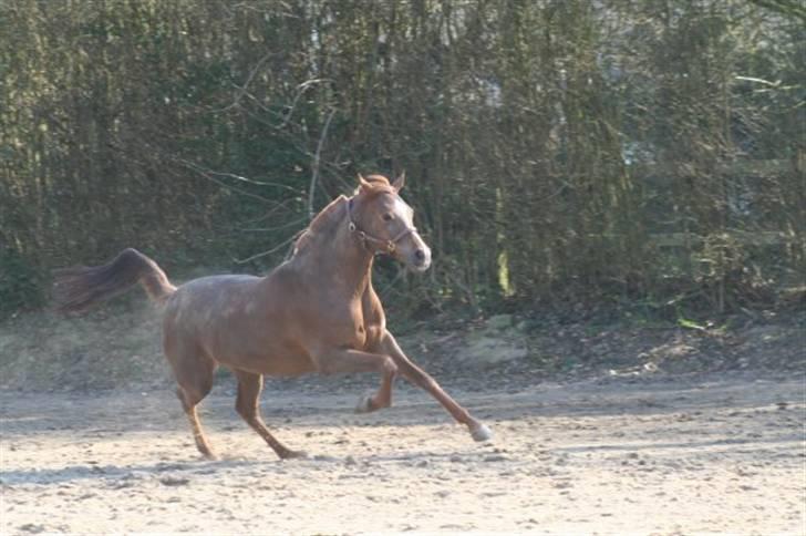 Arabisk fuldblod (OX) Ffazeehrah - Faz der er ude og nyde friheden xD   Fotograf: ejeren billede 12