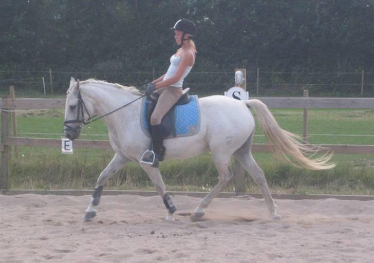 Tysk Sportspony Marcur II (SOLGT!) - Marcur og Katrine, billeder fra der hvor han er ved at blive redet i form, billeder af ham og mig, ligger på en anden pc, som er nede lige pt, pga. noget med skærmen, billederne kommer hurtigst muligt :D . billede 1