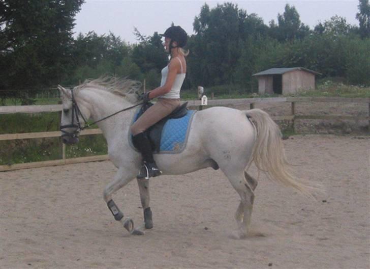 Tysk Sportspony Marcur II (SOLGT!) - Marcur og Katrine, billeder fra der hvor han er ved at blive redet i form, billeder af ham og mig, ligger på en anden pc, som er nede lige pt, pga. noget med skærmen, billederne kommer hurtigst muligt :D . billede 2