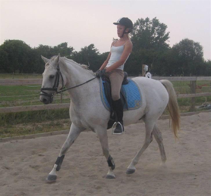 Tysk Sportspony Marcur II (SOLGT!) - Marcur og Katrine, billeder fra der hvor han er ved at blive redet i form, billeder af ham og mig, ligger på en anden pc, som er nede lige pt, pga. noget med skærmen, billederne kommer hurtigst muligt :D . billede 3