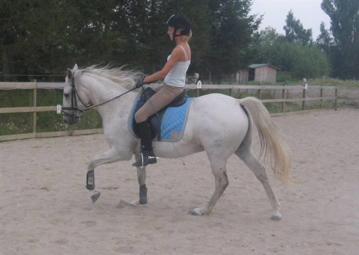 Tysk Sportspony Marcur II (SOLGT!) - Marcur og Katrine, billeder fra der hvor han er ved at blive redet i form, billeder af ham og mig, ligger på en anden pc, som er nede lige pt, pga. noget med skærmen, billederne kommer hurtigst muligt :D . billede 4