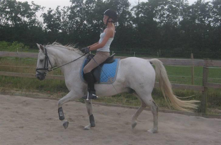 Tysk Sportspony Marcur II (SOLGT!) - Marcur og Katrine, billeder fra der hvor han er ved at blive redet i form, billeder af ham og mig, ligger på en anden pc, som er nede lige pt, pga. noget med skærmen, billederne kommer hurtigst muligt :D . billede 5