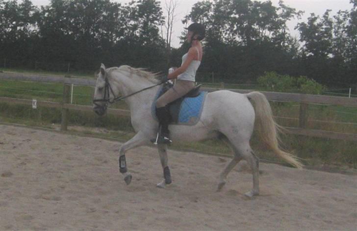 Tysk Sportspony Marcur II (SOLGT!) - Marcur og Katrine, billeder fra der hvor han er ved at blive redet i form, billeder af ham og mig, ligger på en anden pc, som er nede lige pt, pga. noget med skærmen, billederne kommer hurtigst muligt :D . billede 6