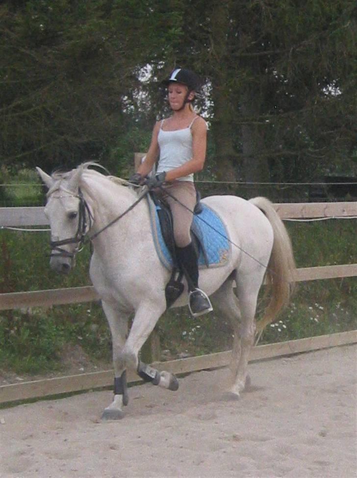 Tysk Sportspony Marcur II (SOLGT!) - Marcur og Katrine, billeder fra der hvor han er ved at blive redet i form, billeder af ham og mig, ligger på en anden pc, som er nede lige pt, pga. noget med skærmen, billederne kommer hurtigst muligt :D . billede 7