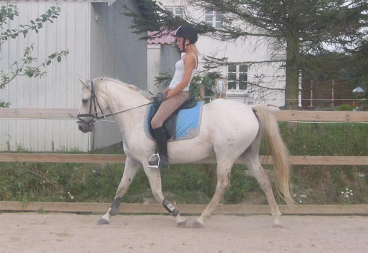 Tysk Sportspony Marcur II (SOLGT!) - Marcur og Katrine, billeder fra der hvor han er ved at blive redet i form, billeder af ham og mig, ligger på en anden pc, som er nede lige pt, pga. noget med skærmen, billederne kommer hurtigst muligt :D . billede 8