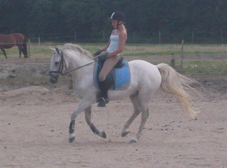 Tysk Sportspony Marcur II (SOLGT!) - Marcur og Katrine, billeder fra der hvor han er ved at blive redet i form, billeder af ham og mig, ligger på en anden pc, som er nede lige pt, pga. noget med skærmen, billederne kommer hurtigst muligt :D . billede 9