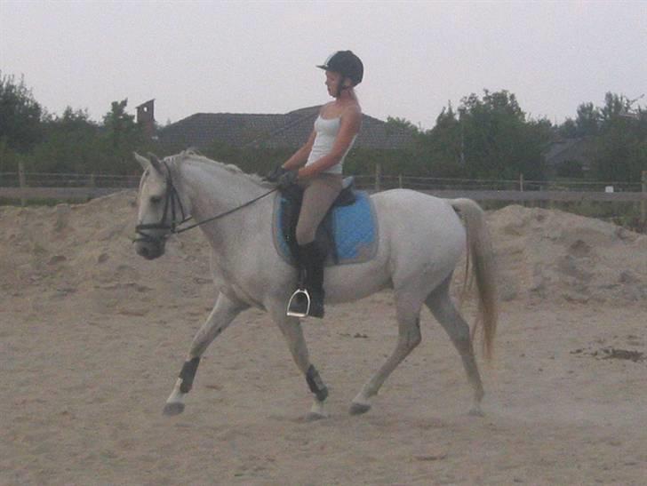 Tysk Sportspony Marcur II (SOLGT!) - Marcur og Katrine, billeder fra der hvor han er ved at blive redet i form, billeder af ham og mig, ligger på en anden pc, som er nede lige pt, pga. noget med skærmen, billederne kommer hurtigst muligt :D . billede 10