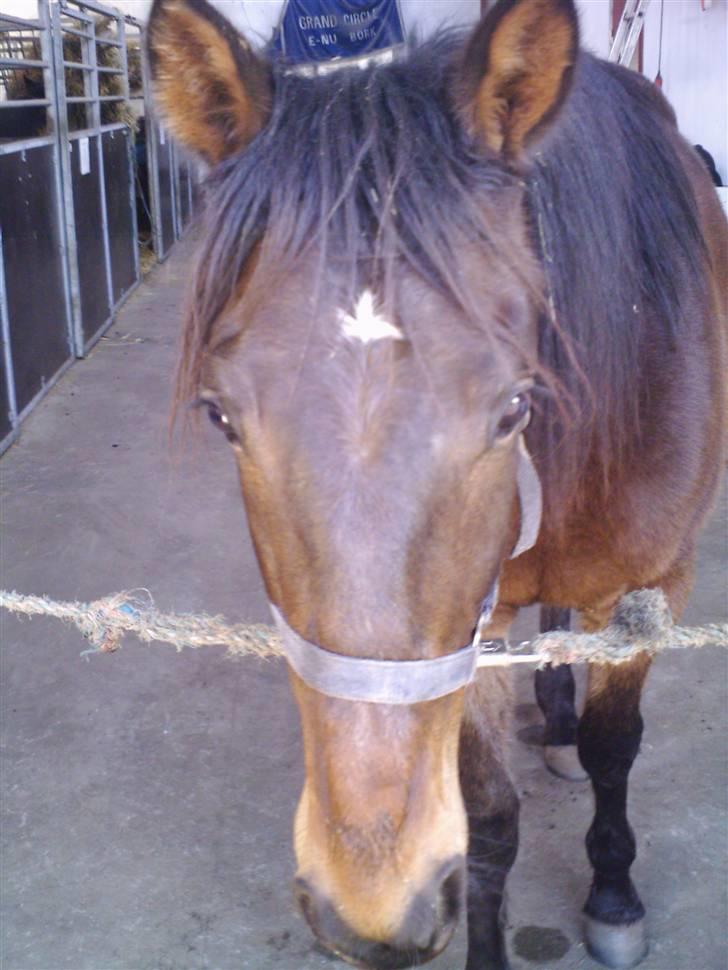 Traver Lague Bork - Lague forfra. billede 2