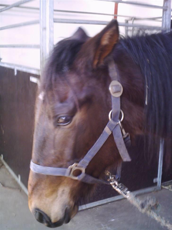 Traver Lague Bork - Lague hoved fra siden billede 3