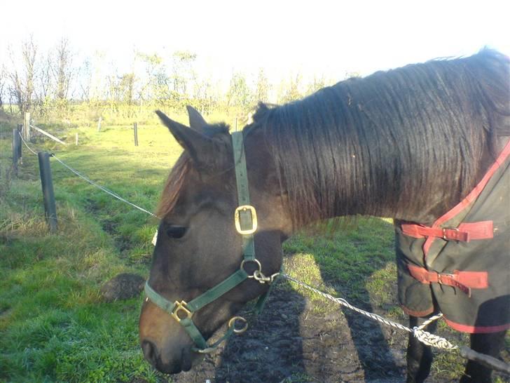 Traver Lague Bork - En træt Lague står ved hegnet billede 4