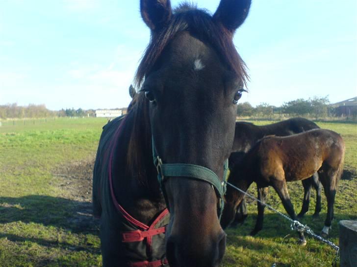 Traver Lague Bork - Lague er altid nysgerrig, og vil meget gerne tages billeder af. billede 5