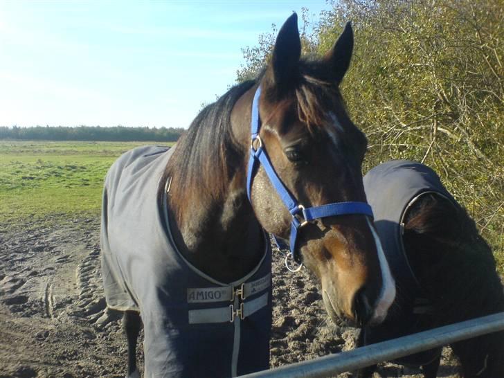 Traver Nobel Bork billede 1