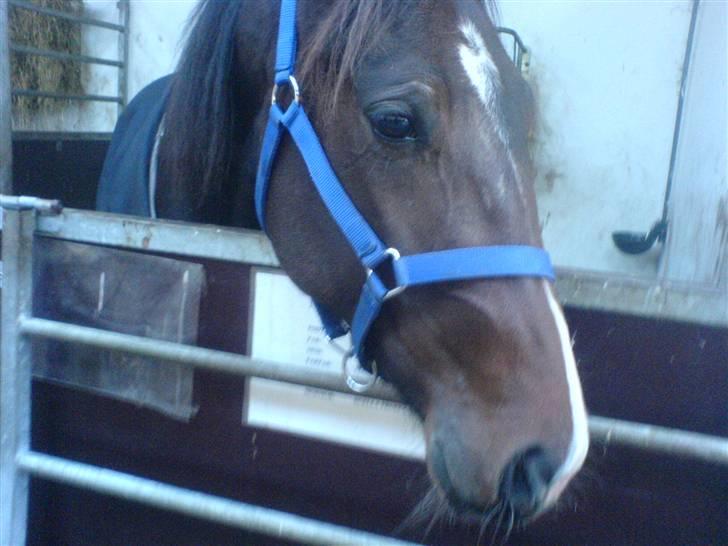 Traver Nobel Bork billede 2