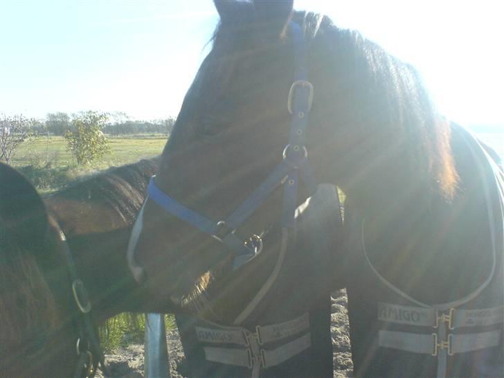 Traver Nobel Bork billede 3