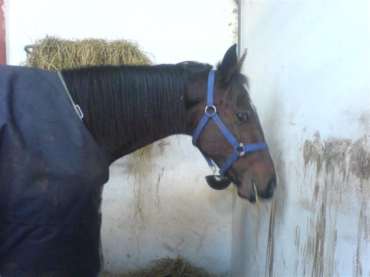 Traver Nobel Bork billede 4