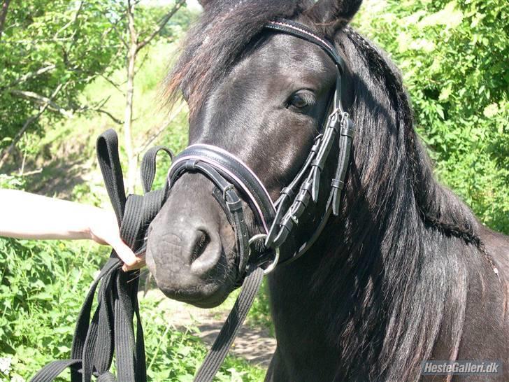 Dartmoor Innis Kinamit *R.I.P.* - Hans smukke hoved. Fra i sommers oppe ved min venninde<33  VERDENS BEDSTE PONY, SAVNER DIG<33 billede 10